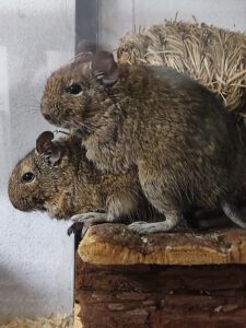 Read more about the article Degu-Gruppe