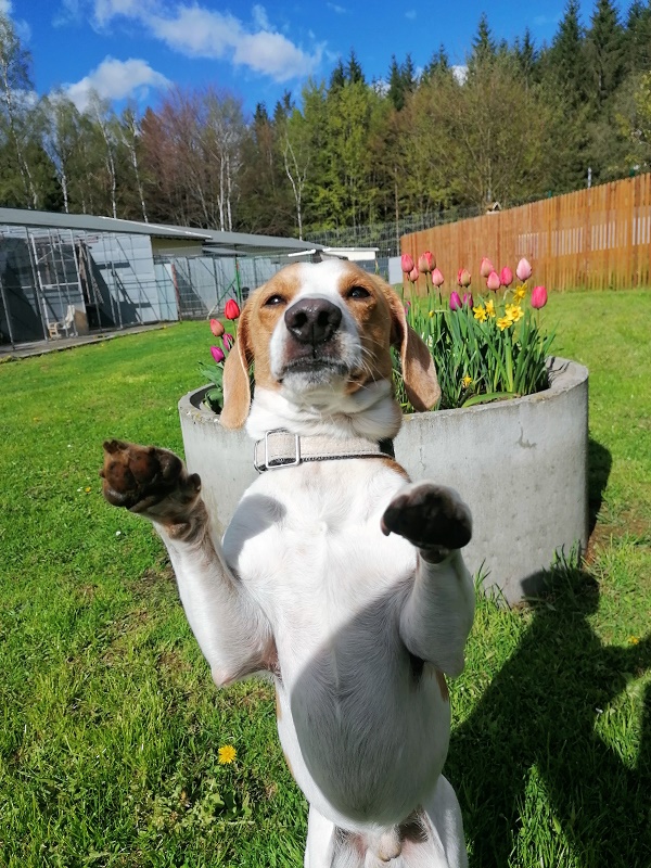 Endy - Jack Russell Terrier - Bild 1