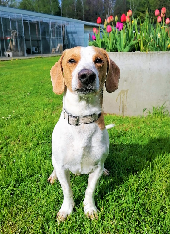 Endy - Jack Russell Terrier - Bild 2