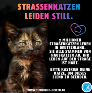Read more about the article #Hilfe für Straßenkatzen