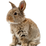 Kaninchen – gesellige Langohren mit großem Bewegungsdrang