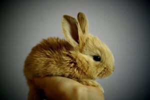 Read more about the article Weil Kaninchen keine Kuscheltiere sind