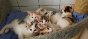 Read more about the article Katzenkinder
