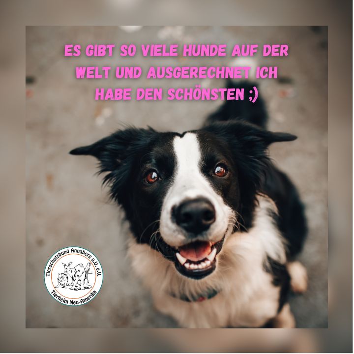 #1 Hund - schönster Hund