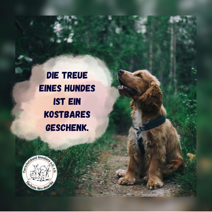 #10 Hund - Treue