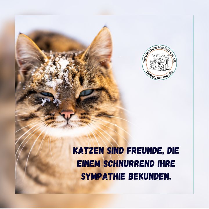 #11 Katze - Symphatie
