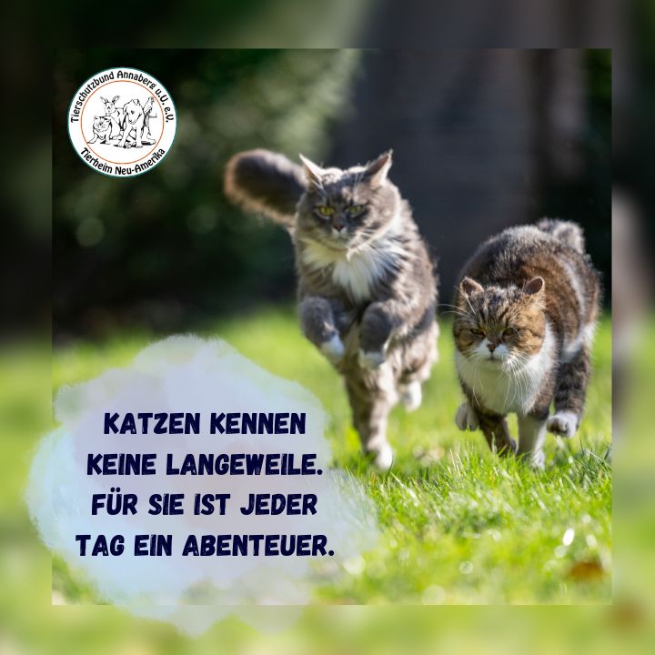 #12 Katze - Abenteuer