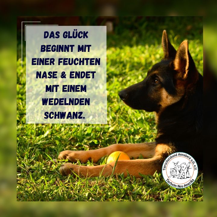 #13 Hund - feuchte Nase