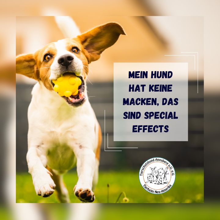 #2 Hund - Special Effects