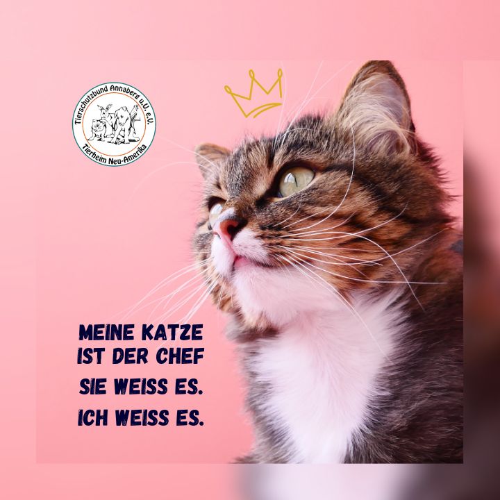 #3 Katze - Chef