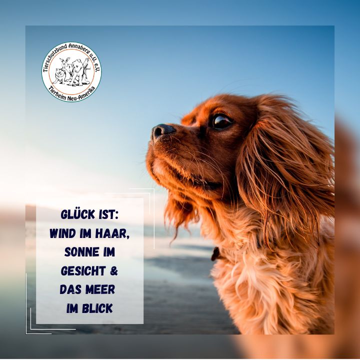 #6 Hund - Meer