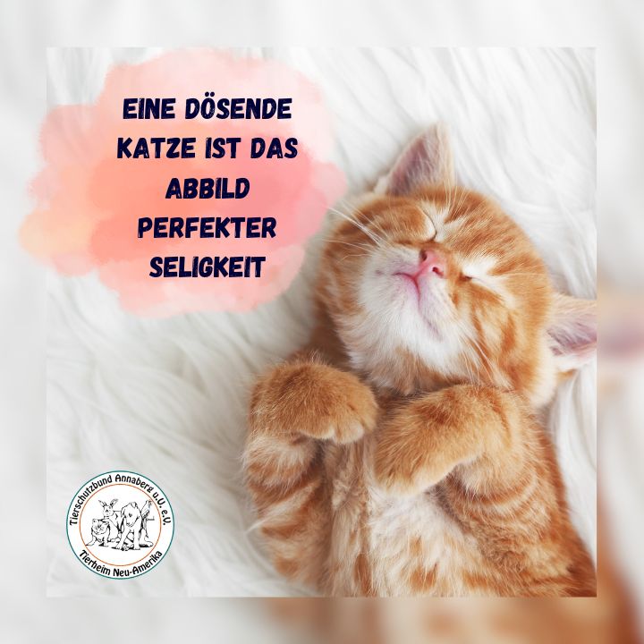 #8 Katze - dösende Katze