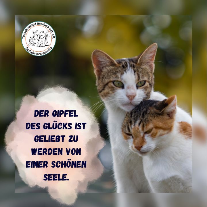 #8 Katze - dösende Katze