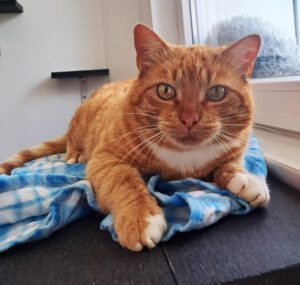 Mehr über den Artikel erfahren Carlito