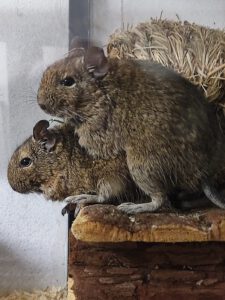 Mehr über den Artikel erfahren Degus