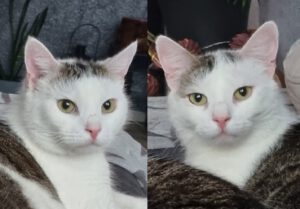 Mehr über den Artikel erfahren Buffy & Barney