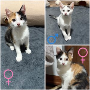 Mehr über den Artikel erfahren Kitten
