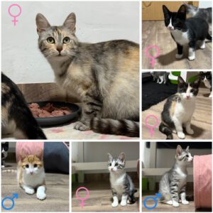 Mehr über den Artikel erfahren Katzenmama & Kids
