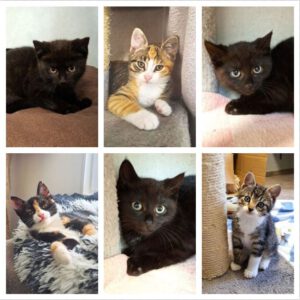 Mehr über den Artikel erfahren Ginger, Gini, Gabriel, Liska, Livia, & Lord