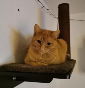 Mehr über den Artikel erfahren Lola