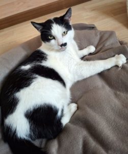 Mehr über den Artikel erfahren Felix