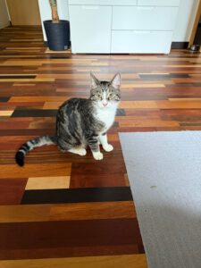 Mehr über den Artikel erfahren Kater