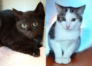 Mehr über den Artikel erfahren Penny & Livia