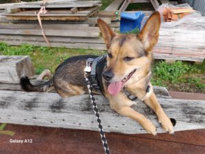 Mehr über den Artikel erfahren Odin