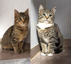 Mehr über den Artikel erfahren Amira & Adrian