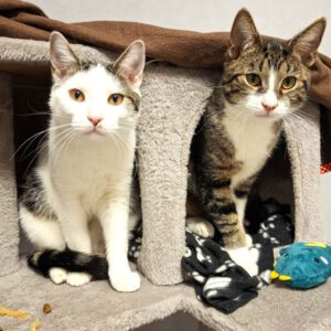 Mehr über den Artikel erfahren Chip & Chap