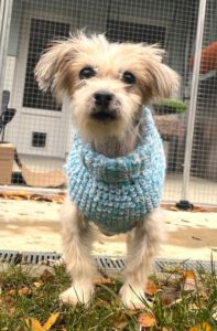 Mehr über den Artikel erfahren Ewok