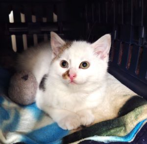 Mehr über den Artikel erfahren Isla