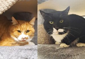 Mehr über den Artikel erfahren King-Louie & Baloo