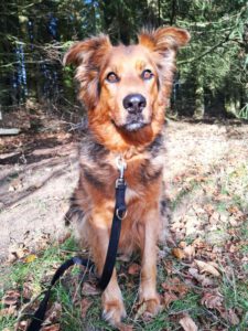 Mehr über den Artikel erfahren Pumba