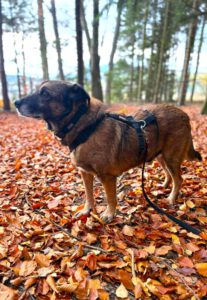 Mehr über den Artikel erfahren Timon