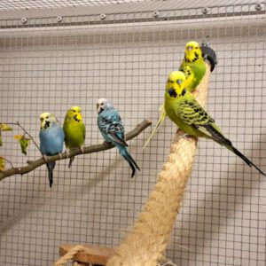 Mehr über den Artikel erfahren Wellensittiche