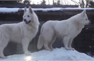 Mehr über den Artikel erfahren Miley & Yuma