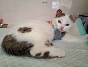 Mehr über den Artikel erfahren Eliano