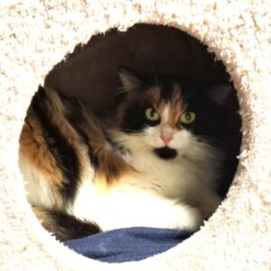 Mehr über den Artikel erfahren Henrike