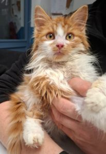 Mehr über den Artikel erfahren Jamie Lee