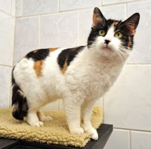 Mehr über den Artikel erfahren Oranya