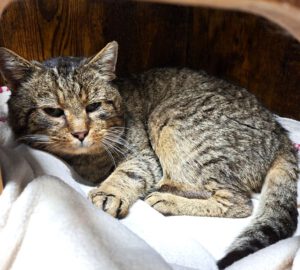 Mehr über den Artikel erfahren Parzival