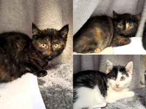 Mehr über den Artikel erfahren Keiko, Kalani & Kelsey