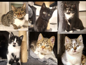 Mehr über den Artikel erfahren Maya mit Macy, Malou, Manila, Milka, Mufasa