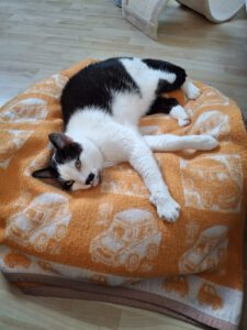 Mehr über den Artikel erfahren Felix