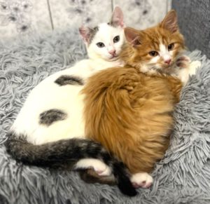 Mehr über den Artikel erfahren Eliano & Jamie Lee