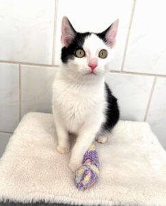 Mehr über den Artikel erfahren Rudolf