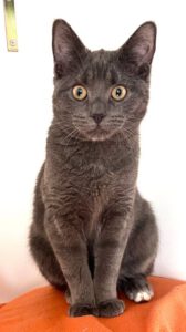 Mehr über den Artikel erfahren Sancho