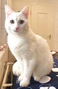 Mehr über den Artikel erfahren Tammo