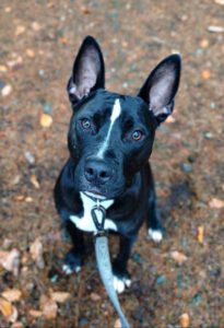 Mehr über den Artikel erfahren Torin